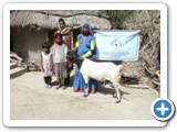 milking goat for poor parkari woman